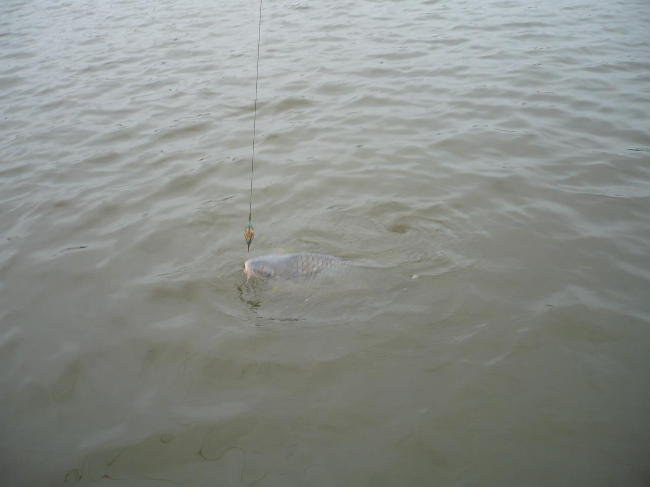 MV 2 - 12.NOI.2014 - p1020955.JPG